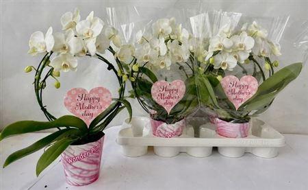 Горшечные цветы и растения оптом Phal Bog White 2 Branches 18+ от 4шт из Голландии с доставкой по России
