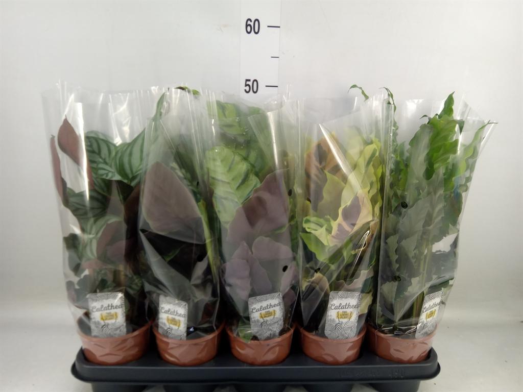 Горшечные цветы и растения оптом Calathea   ...mix 4 от 10шт из Голландии с доставкой по России