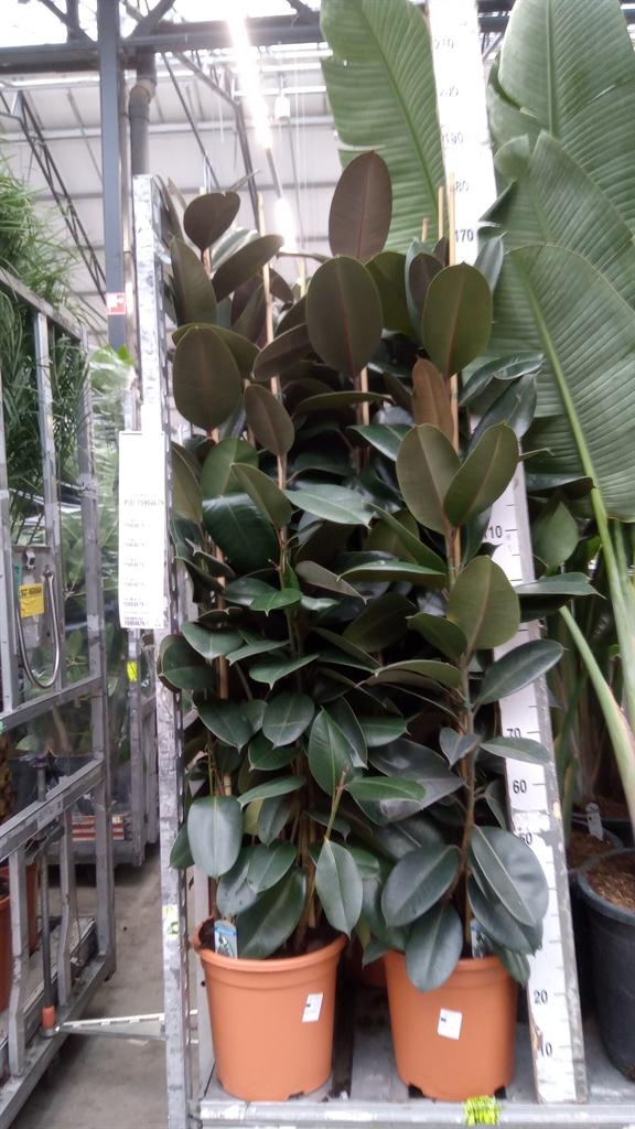 Горшечные цветы и растения оптом Ficus Elastica abidjan от 1шт из Голландии с доставкой по России