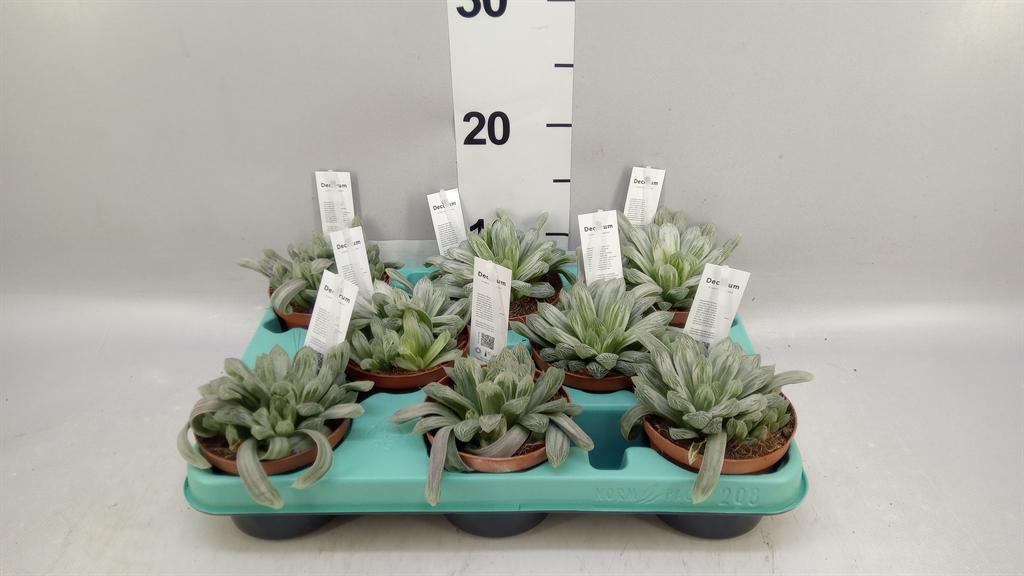 Горшечные цветы и растения оптом Haworthia Cymbiformis от 8шт из Голландии с доставкой по России