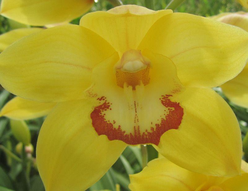 Срезанные цветы оптом Cymbidium yellow sungold от 8шт из Голландии с доставкой по России