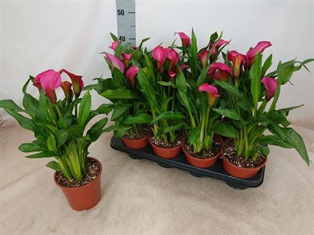 Горшечные цветы и растения оптом Zantedeschia Roze 4-5++ от 8шт из Голландии с доставкой по России