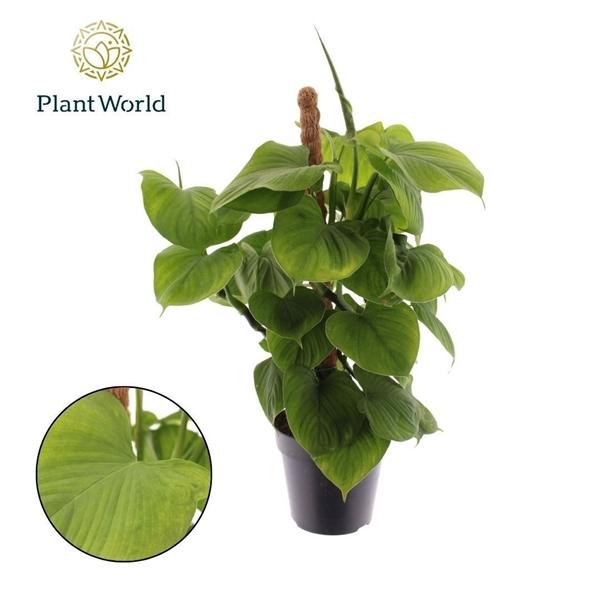 Горшечные цветы и растения оптом Philodendron Fibraecataphyllum Mosspole от 10шт из Голландии с доставкой по России