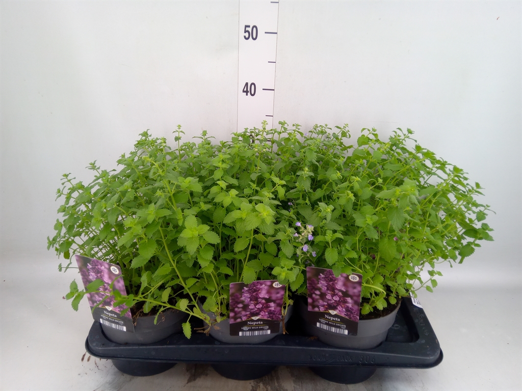 Горшечные цветы и растения оптом Nepeta Faassenii от 6шт из Голландии с доставкой по России