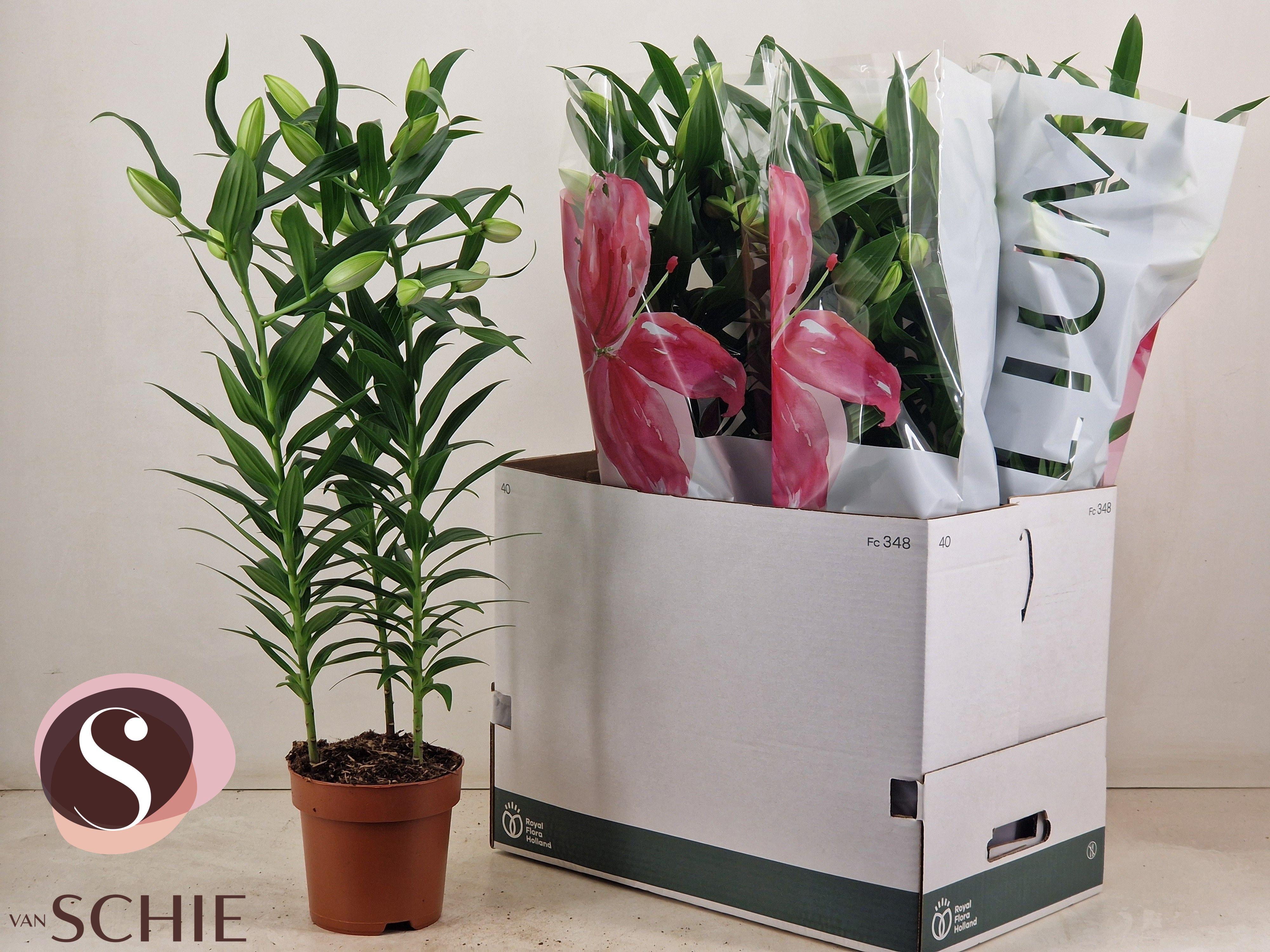 Горшечные цветы и растения оптом Lil Or Rosel Esra от 6шт из Голландии с доставкой по России