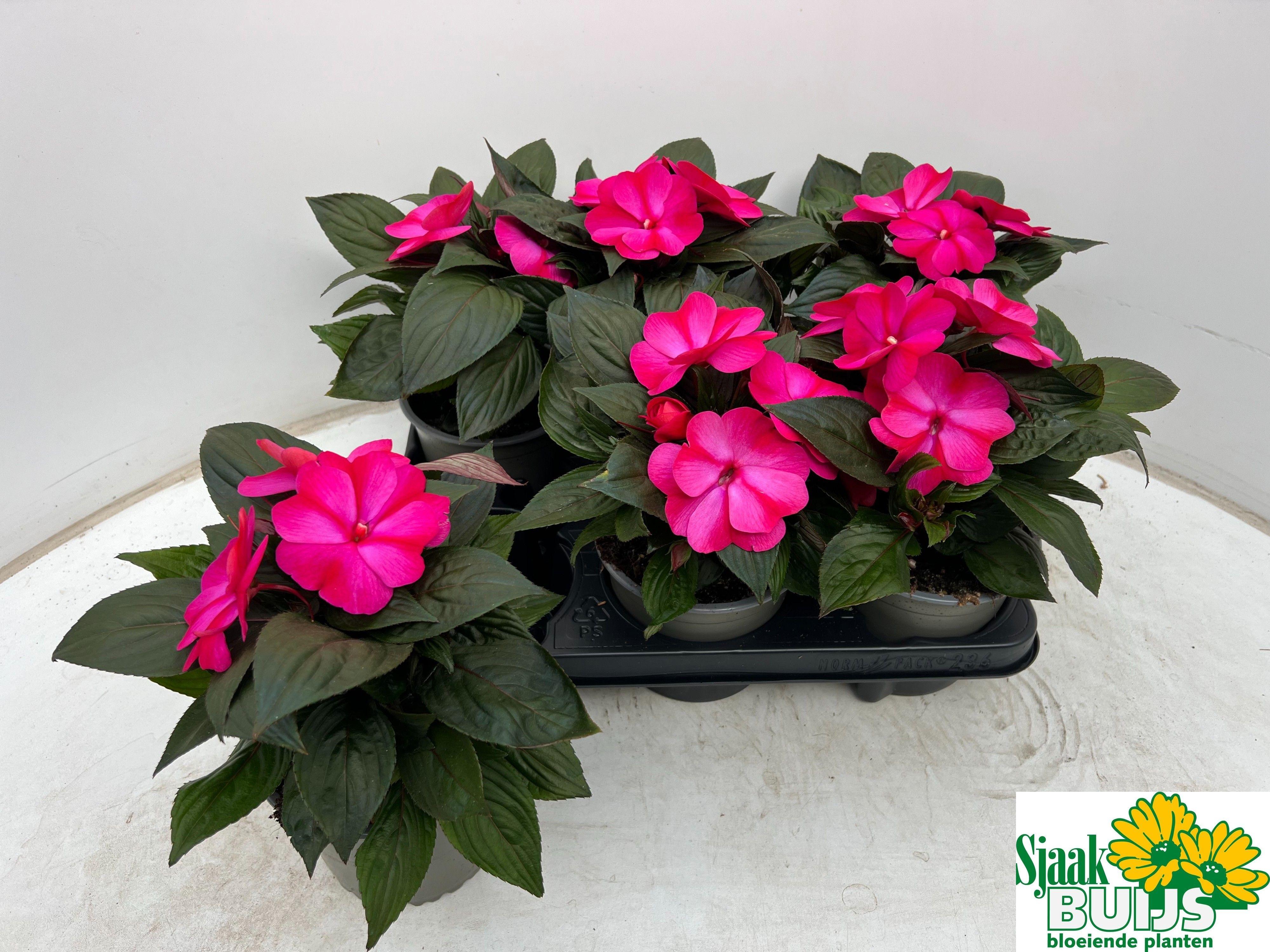 Горшечные цветы и растения оптом Impat Cp Purple Flam от 6шт из Голландии с доставкой по России