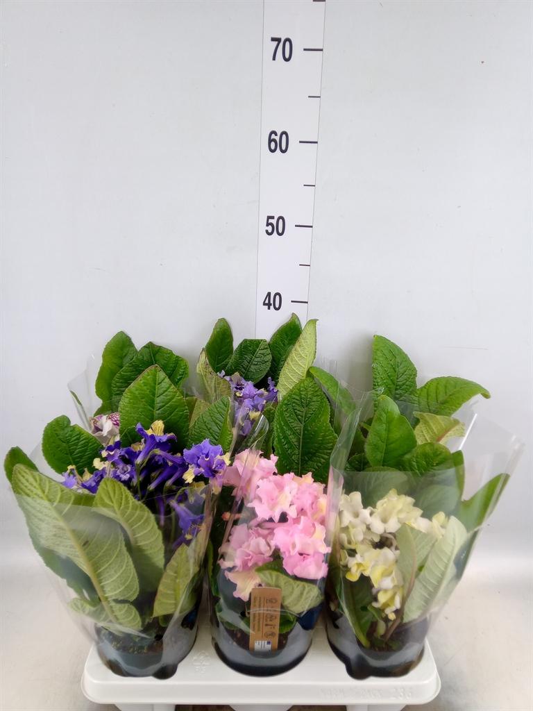 Горшечные цветы и растения оптом Streptocarpus   ...mix от 6шт из Голландии с доставкой по России
