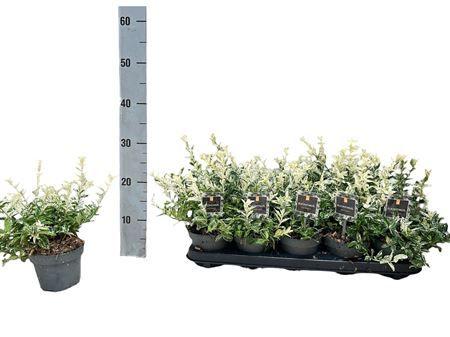 Горшечные цветы и растения оптом Euonymus Fo Harlequi от 10шт из Голландии с доставкой по России
