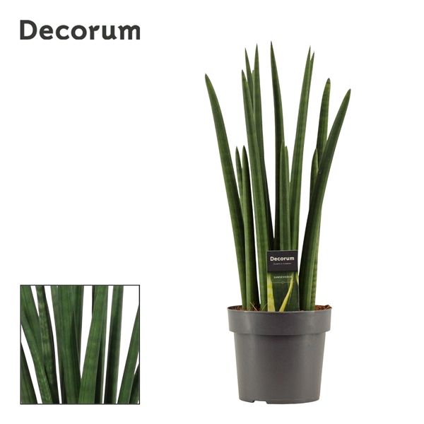 Горшечные цветы и растения оптом Sansevieria Cylindrica Rocket (decorum) от 4шт из Голландии с доставкой по России