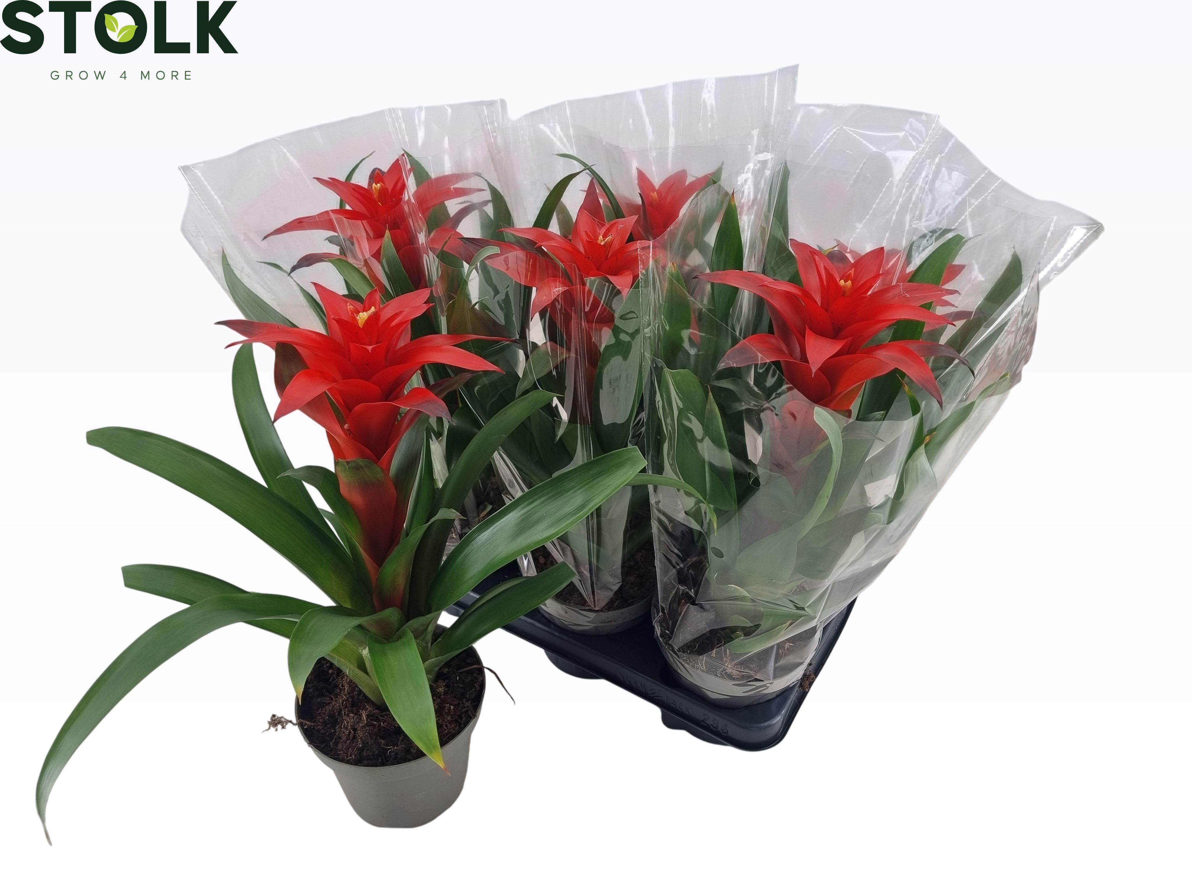 Горшечные цветы и растения оптом Guzm Calypso от 6шт из Голландии с доставкой по России