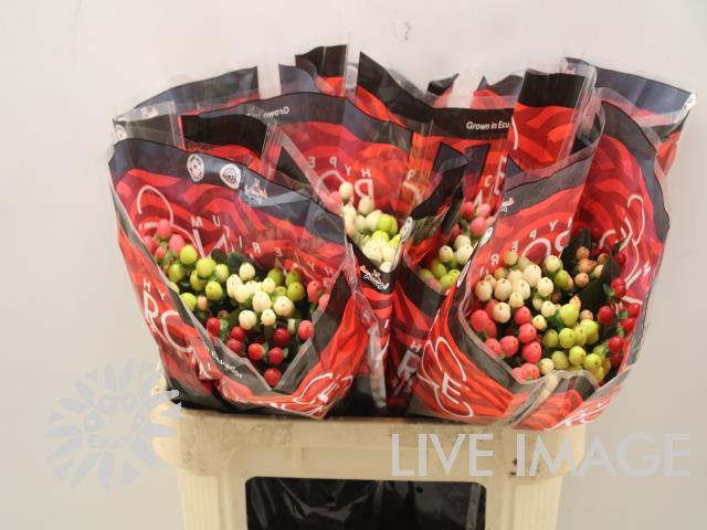 Срезанные цветы оптом Hypericum mix in bucket romance от 70шт из Голландии с доставкой по России