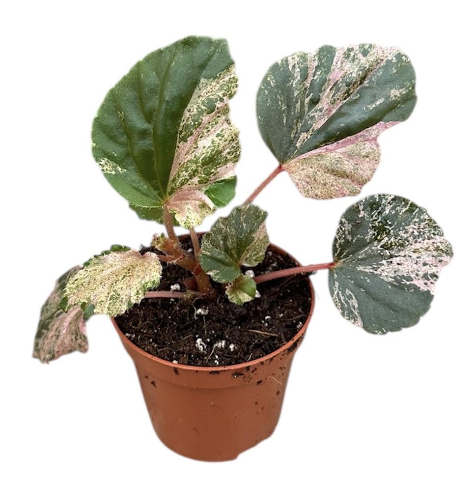 Горшечные цветы и растения оптом Begonia Cucullata Variegata от 1шт (для телеги) из Голландии с доставкой по России