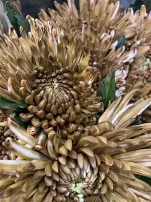 Срезанные цветы оптом Chrys bl paint topspin brown от 60шт из Голландии с доставкой по России