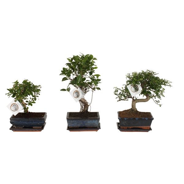 Горшечные цветы и растения оптом Bonsai Mix In Ceramic Ball/s-shape With Sa от 6шт из Голландии с доставкой по России