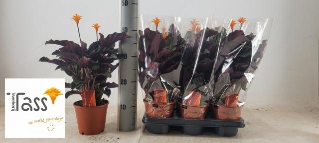 Горшечные цветы и растения оптом Calat Crocata от 6шт из Голландии с доставкой по России