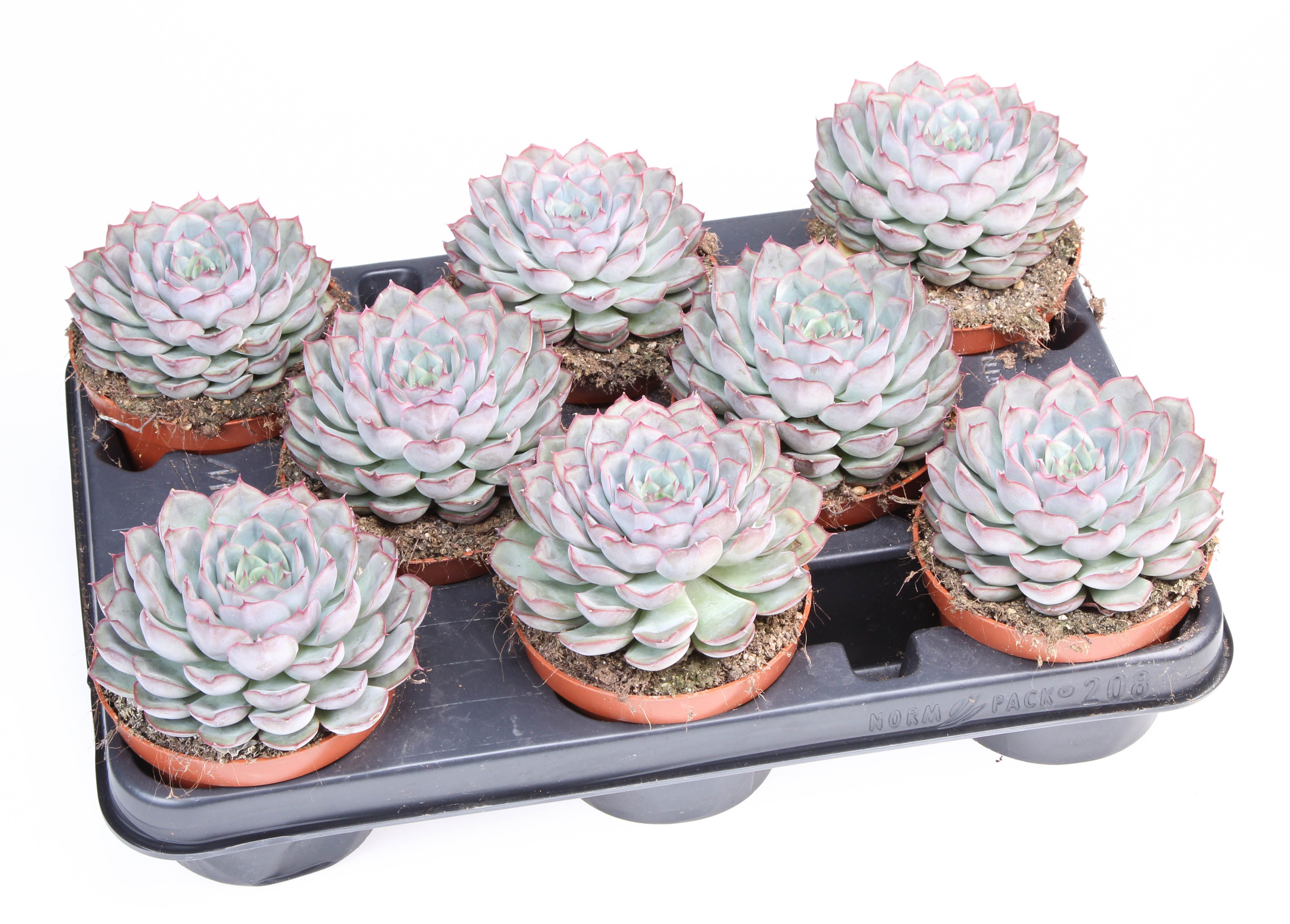 Горшечные цветы и растения оптом Echeveria Mystery от 8шт из Голландии с доставкой по России