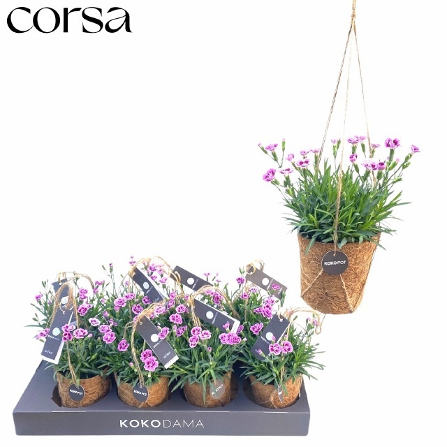 Горшечные цветы и растения оптом Dian Di Pink Kisses от 8шт из Голландии с доставкой по России