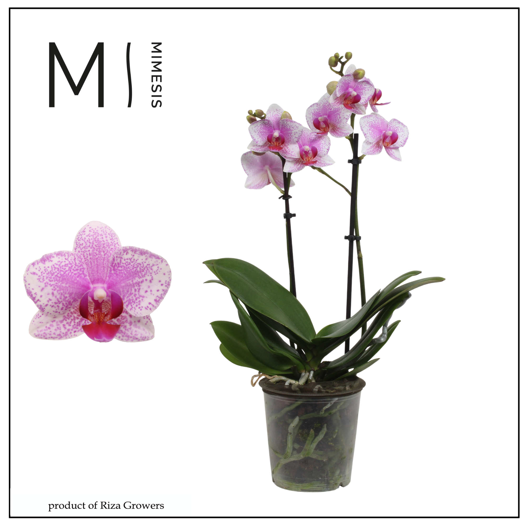Горшечные цветы и растения оптом Phal 2st Rotterdam  22+ (orchid Growers) от 10шт из Голландии с доставкой по России