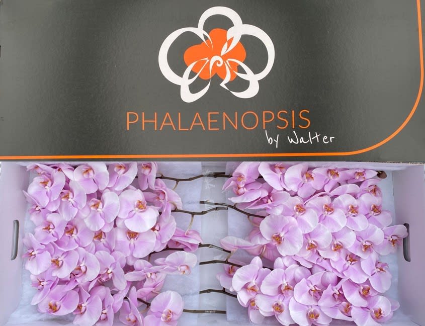 Срезанные цветы оптом Phalaenopsis tikal (per stem) от 12шт из Голландии с доставкой по России