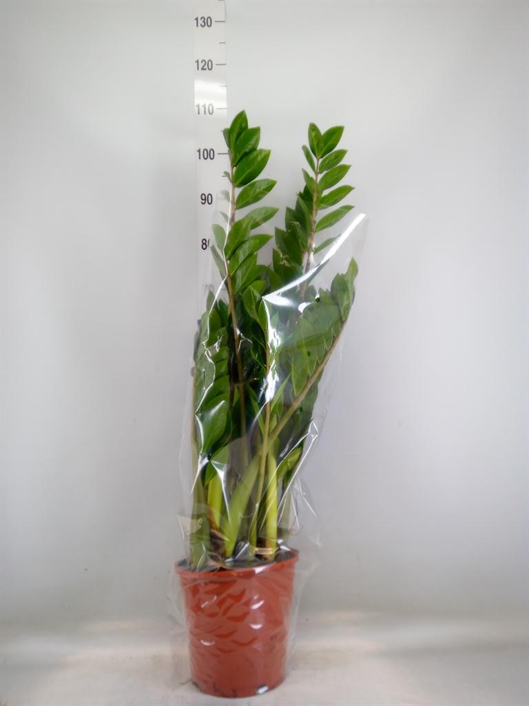 Горшечные цветы и растения оптом Zamioculcas 8+ от 1шт из Голландии с доставкой по России