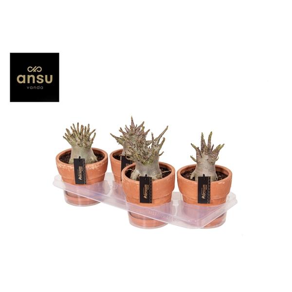 Горшечные цветы и растения оптом Adenium Ansu Baobab In Terra Pot от 4шт из Голландии с доставкой по России Горшечные цветы и растения оптом Adenium Ansu Baobab In Terra Pot от 4шт из Голландии с доставкой по России