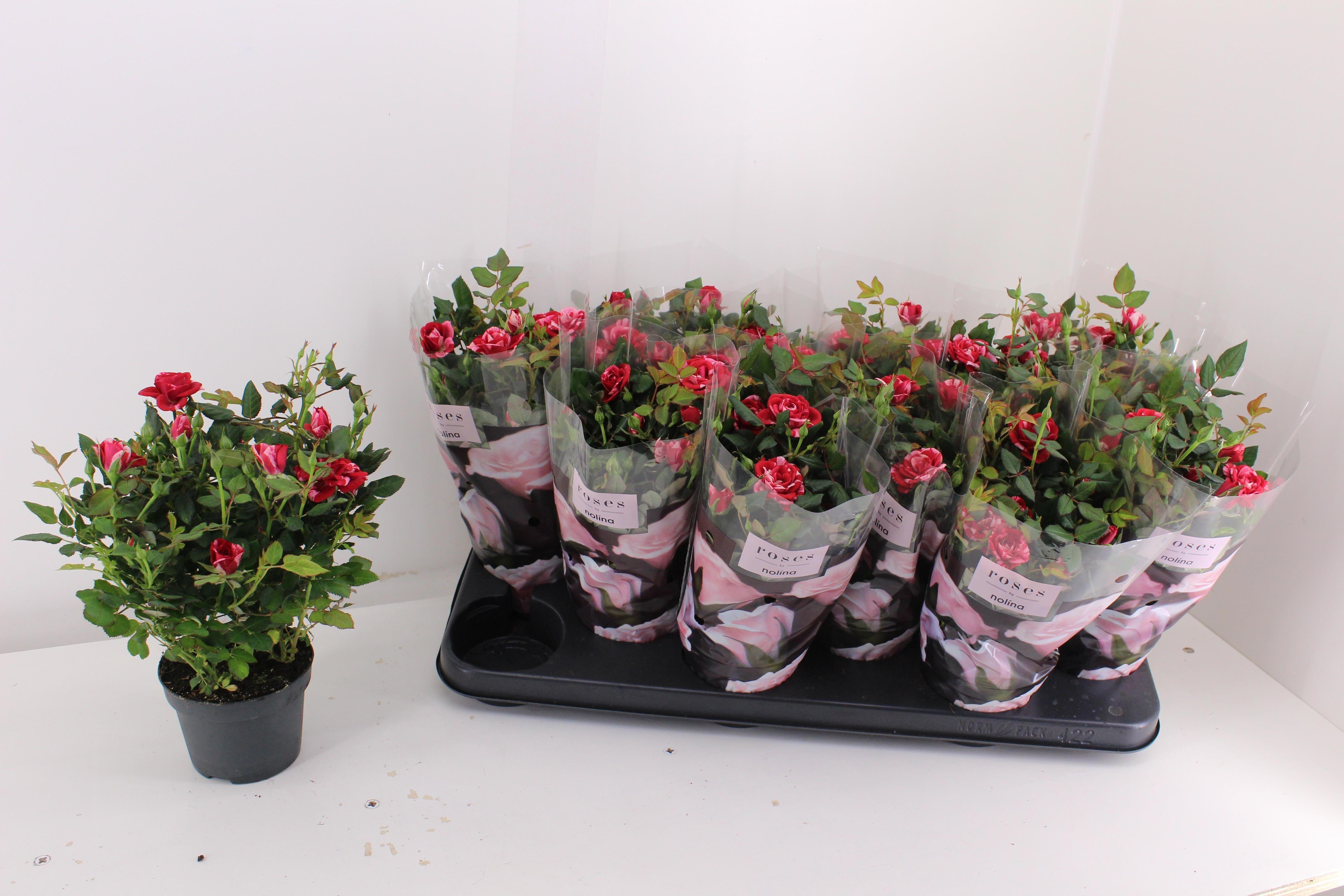 Горшечные цветы и растения оптом Ro Gigi Party от 12шт из Голландии с доставкой по России