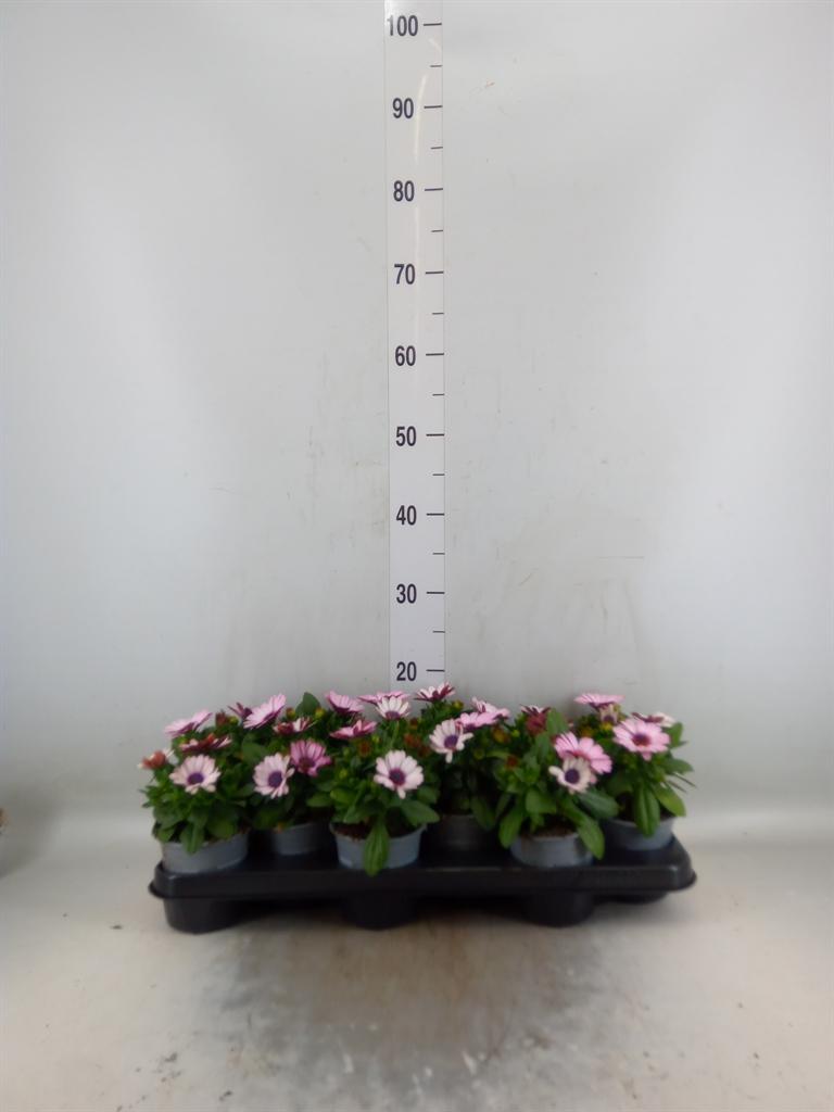 Горшечные цветы и растения оптом Osteospermum   ... от 12шт из Голландии с доставкой по России