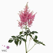 Срезанные цветы оптом Astilbe honky tonk от 100шт из Голландии с доставкой по России