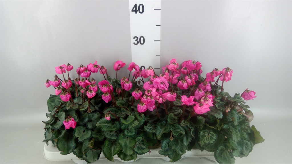 Горшечные цветы и растения оптом Cyclamen Kl metis Clochette Salmo от 8шт (для телеги) из Голландии с доставкой по России