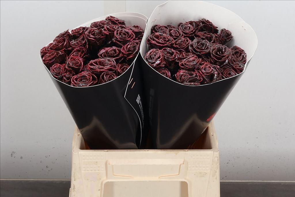 Срезанные цветы оптом Rosa spray wax flaming choco от 20шт из Голландии с доставкой по России