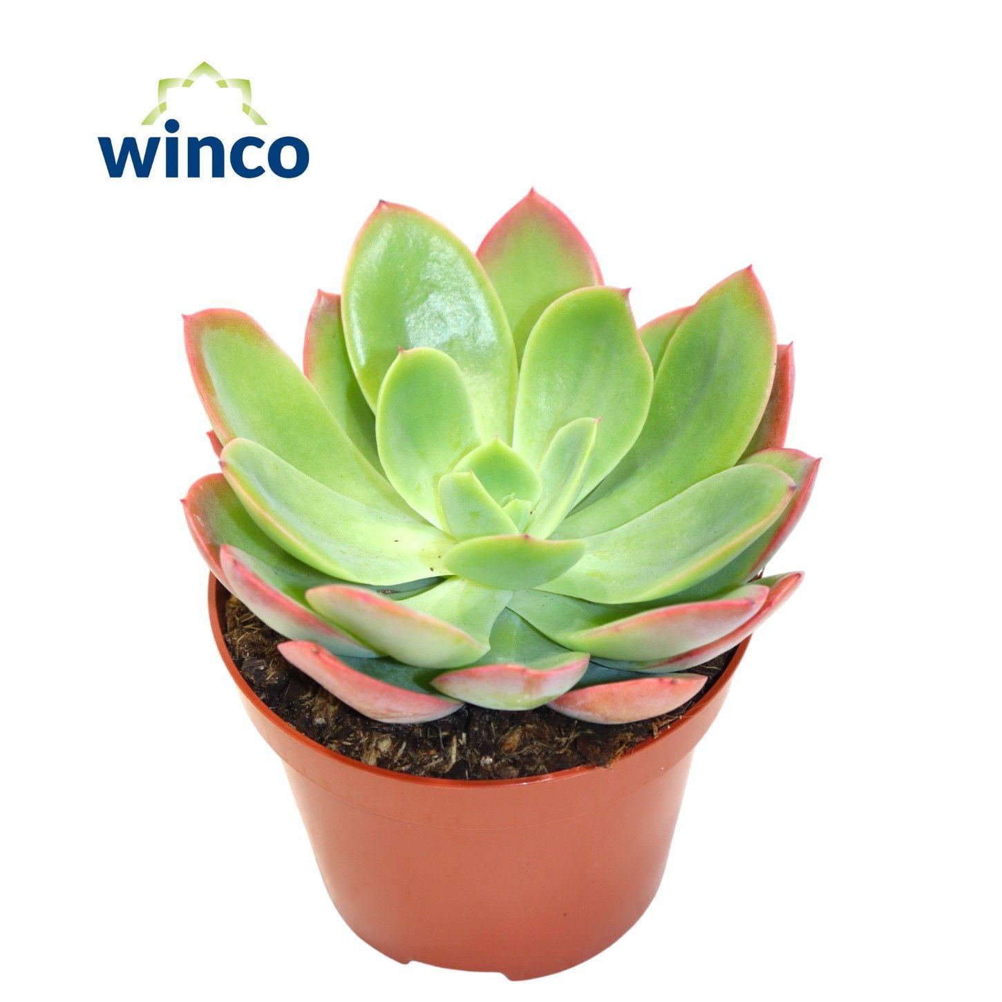 Горшечные цветы и растения оптом Echeveria Luella от 12шт из Голландии с доставкой по России