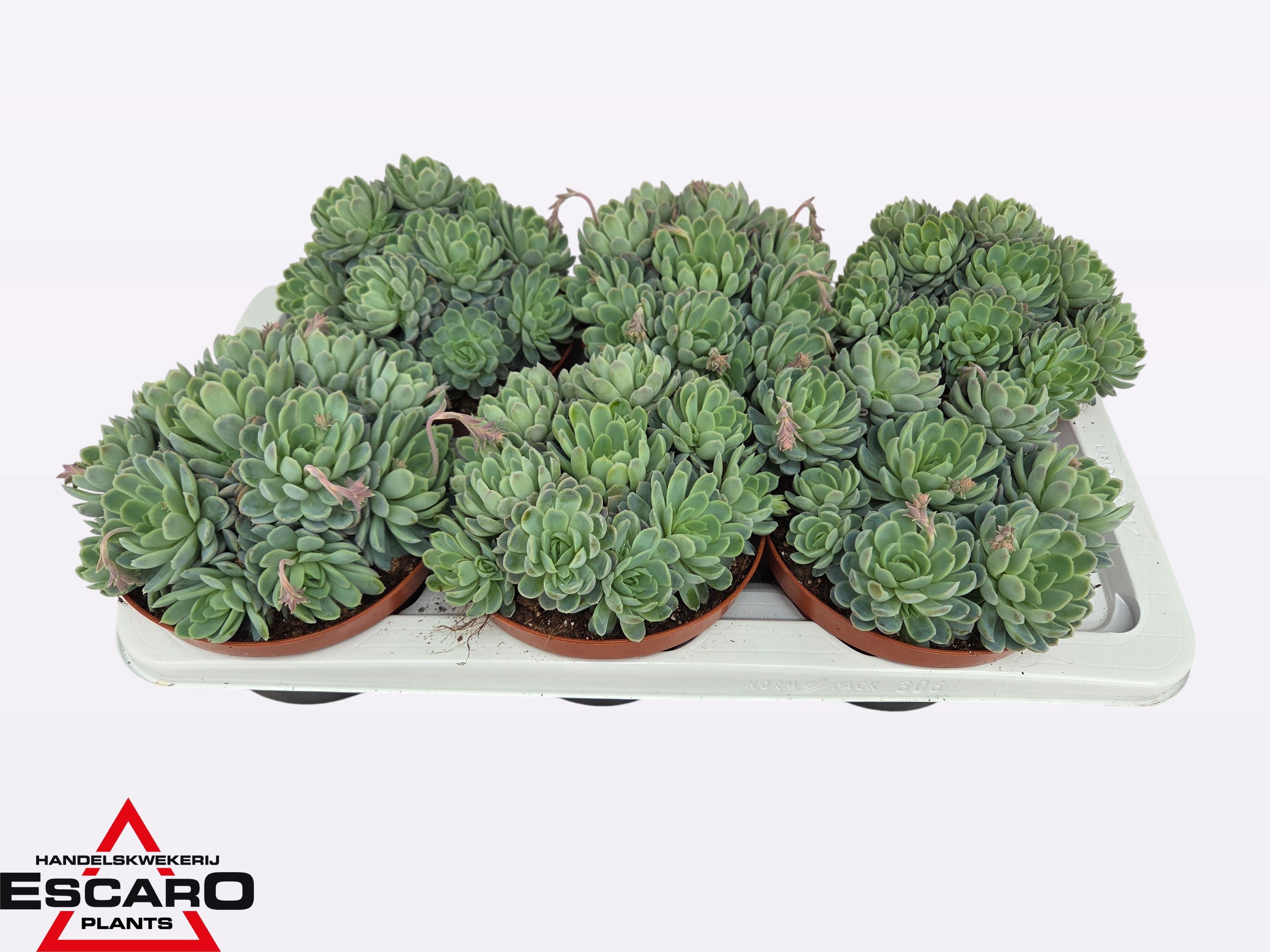 Горшечные цветы и растения оптом Echev Elegans от 6шт из Голландии с доставкой по России