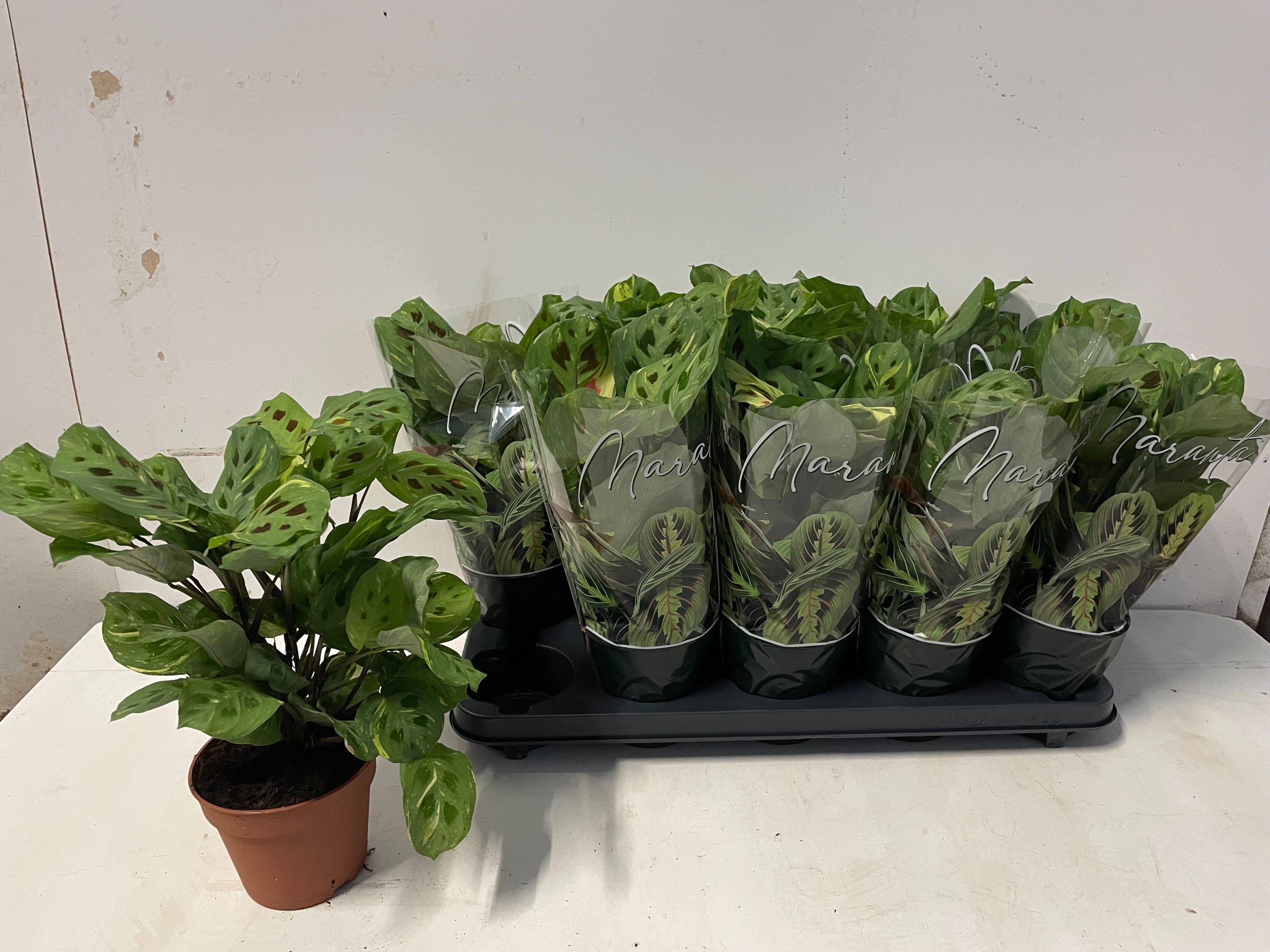 Горшечные цветы и растения оптом Maranta Fiesta от 10шт из Голландии с доставкой по России