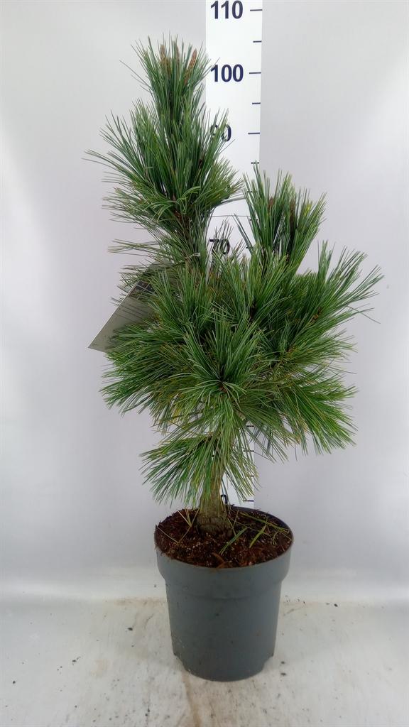 Горшечные цветы и растения оптом Pinus ... от 1шт из Голландии с доставкой по России