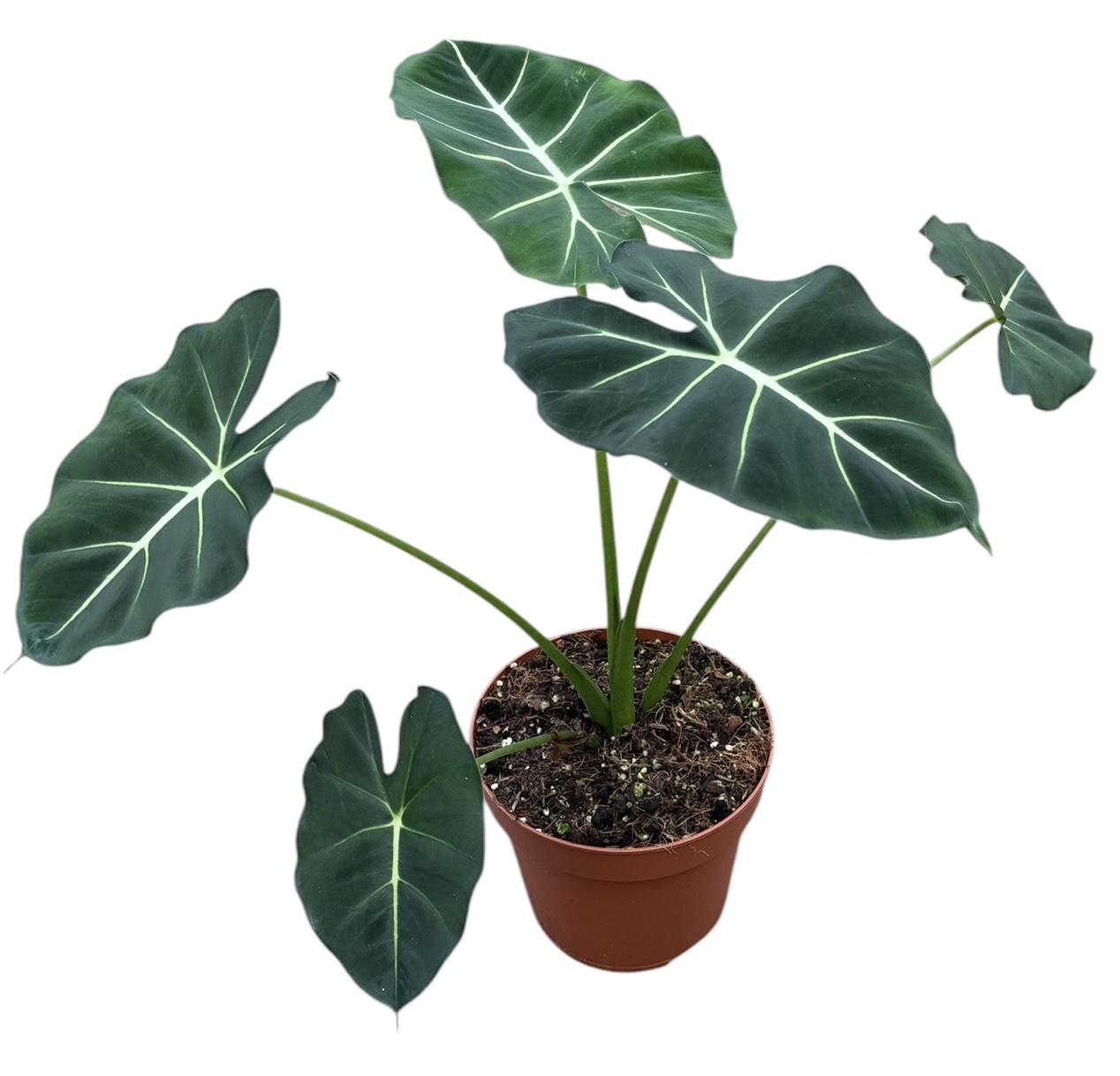 Горшечные цветы и растения оптом Alocasia Micholitziana Round Type от 6шт (для телеги) из Голландии с доставкой по России