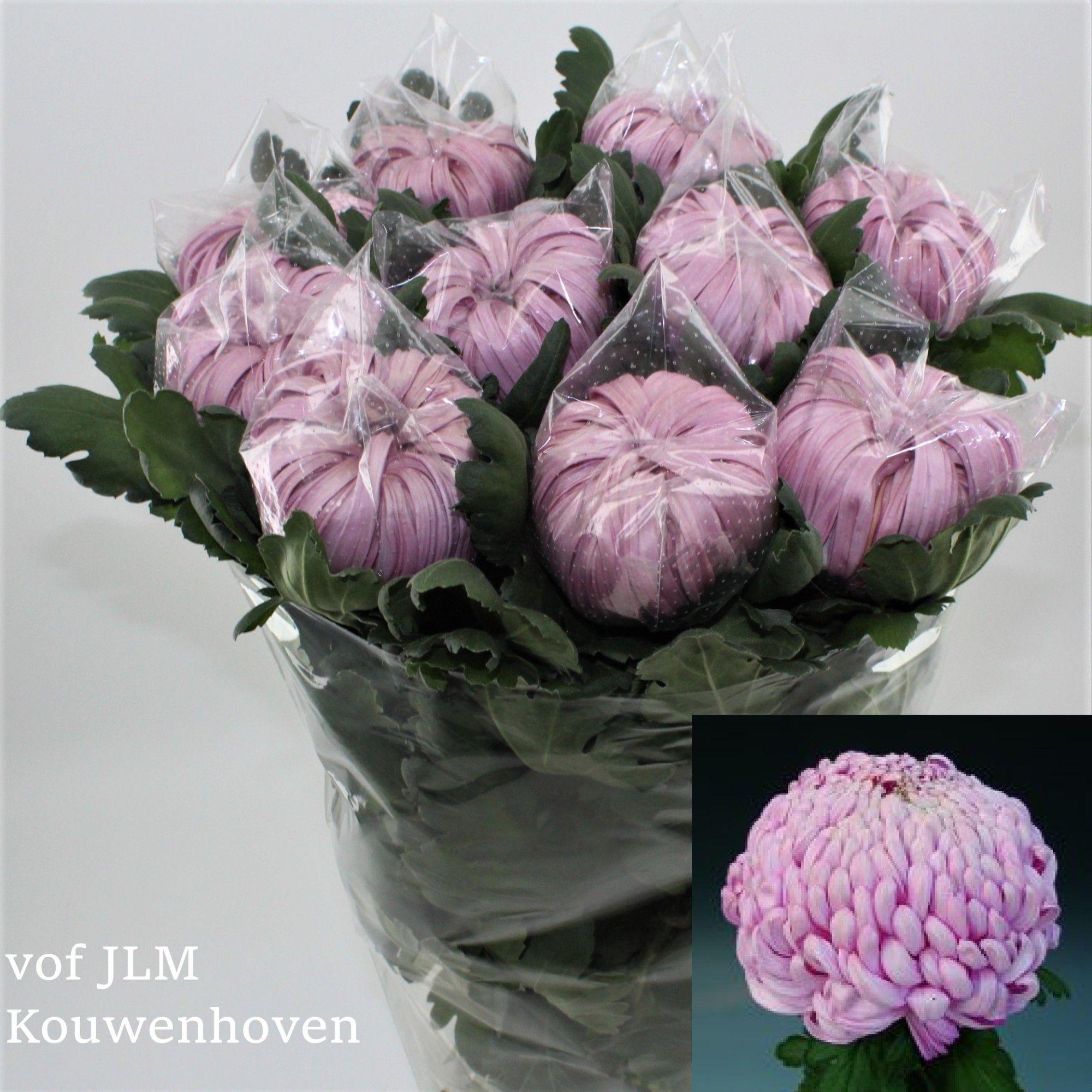 Срезанные цветы оптом Chrys bl vienna от 40шт из Голландии с доставкой по России