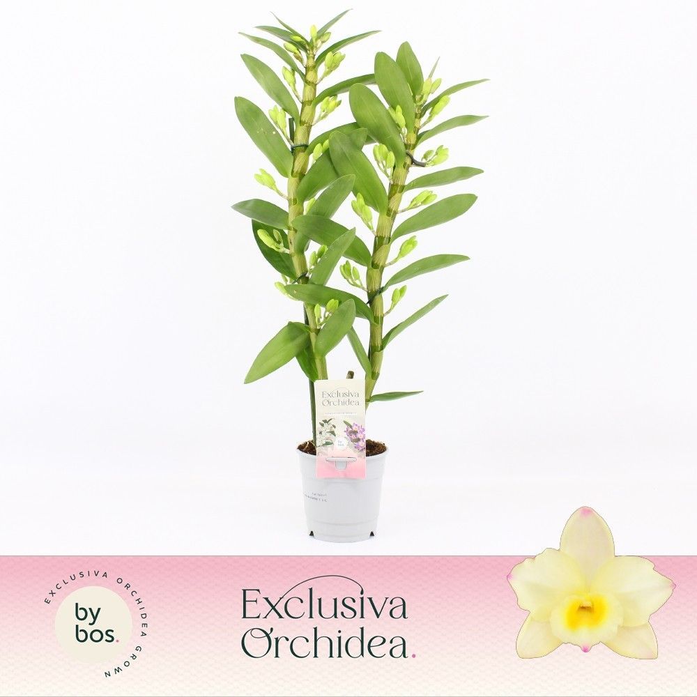 Горшечные цветы и растения оптом Dendr Nob 2st Tweety Exclusiva Orchidea от 6шт из Голландии с доставкой по России