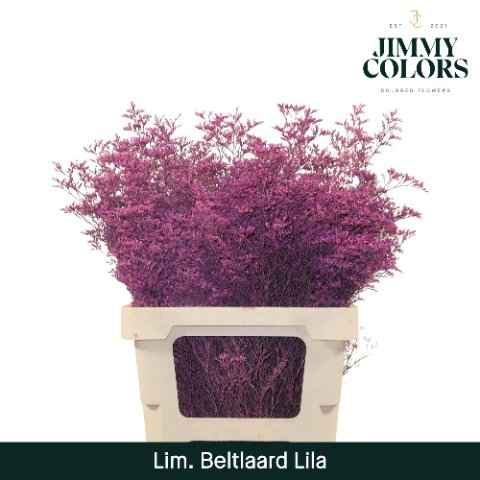 Срезанные цветы оптом Limonium paint lila от 50шт из Голландии с доставкой по России