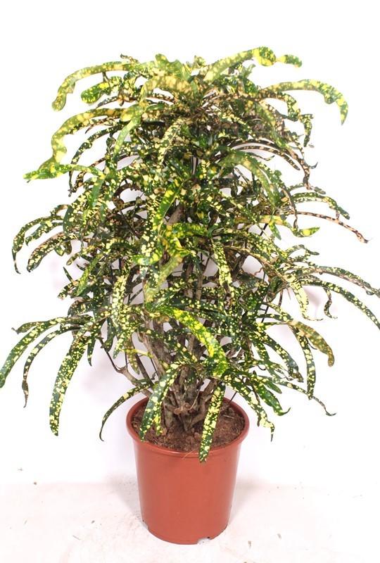 Горшечные цветы и растения оптом Codiaeum King Of Siam от 1шт из Голландии с доставкой по России