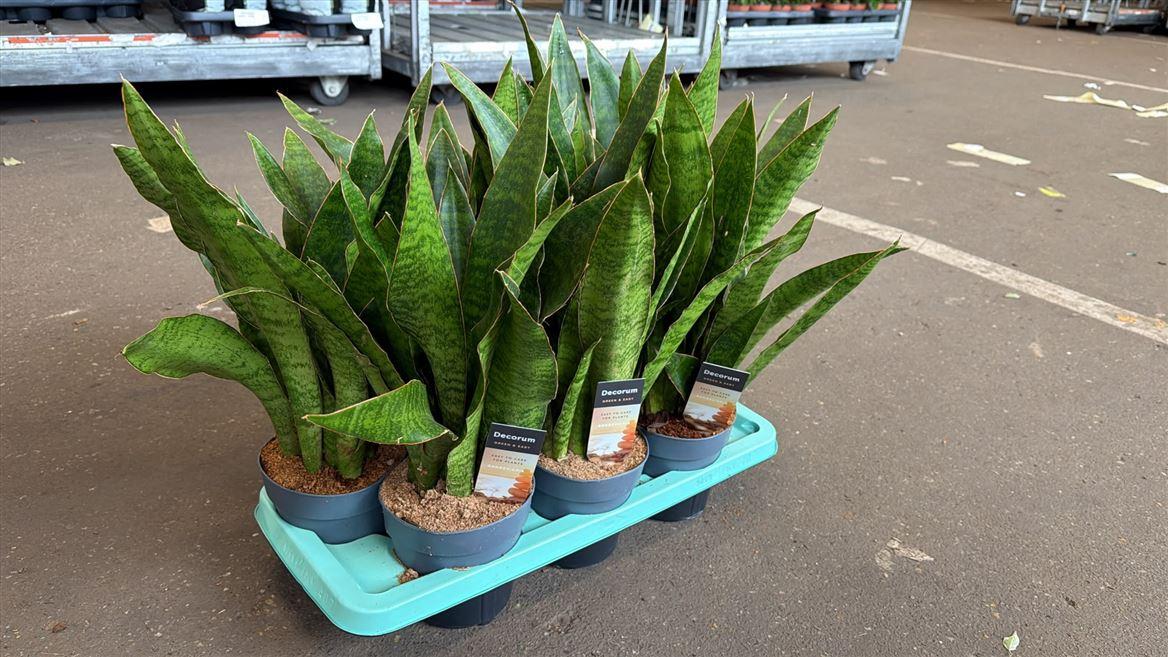 Горшечные цветы и растения оптом Sansevieria Aubrytiana (decorum) от 7шт из Голландии с доставкой по России
