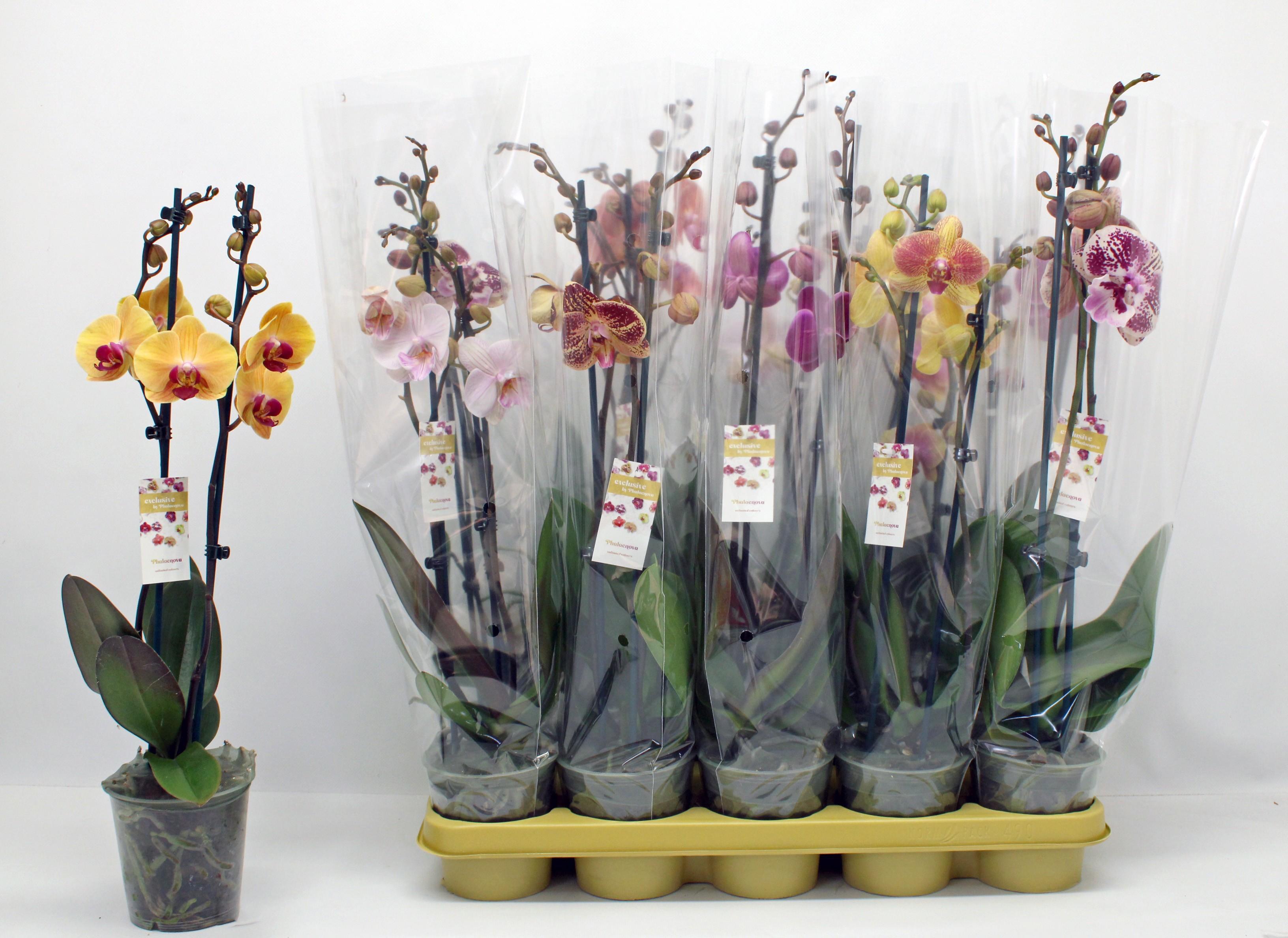 Горшечные цветы и растения оптом Phal Gem 10 Kl от 10шт из Голландии с доставкой по России