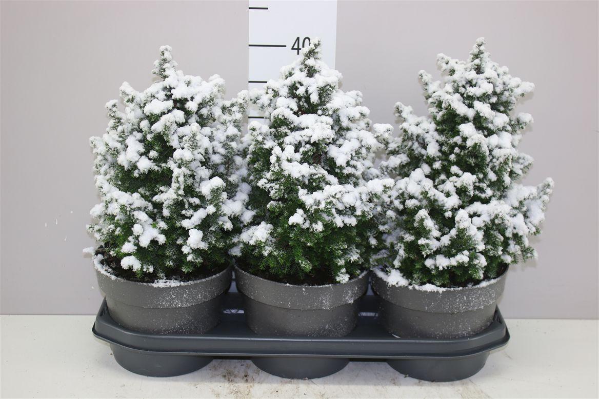 Горшечные цветы и растения оптом Chamaecyparis Th Top Point Snow от 3шт из Голландии с доставкой по России