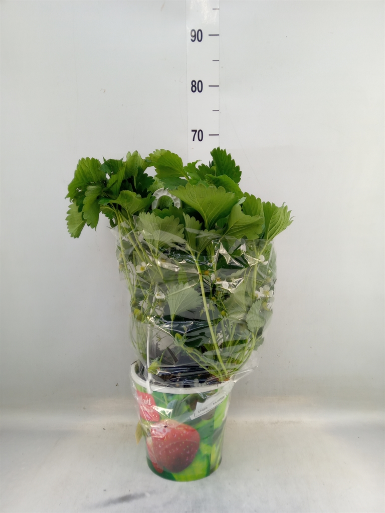 Горшечные цветы и растения оптом Fragaria   ... от 1шт из Голландии с доставкой по России