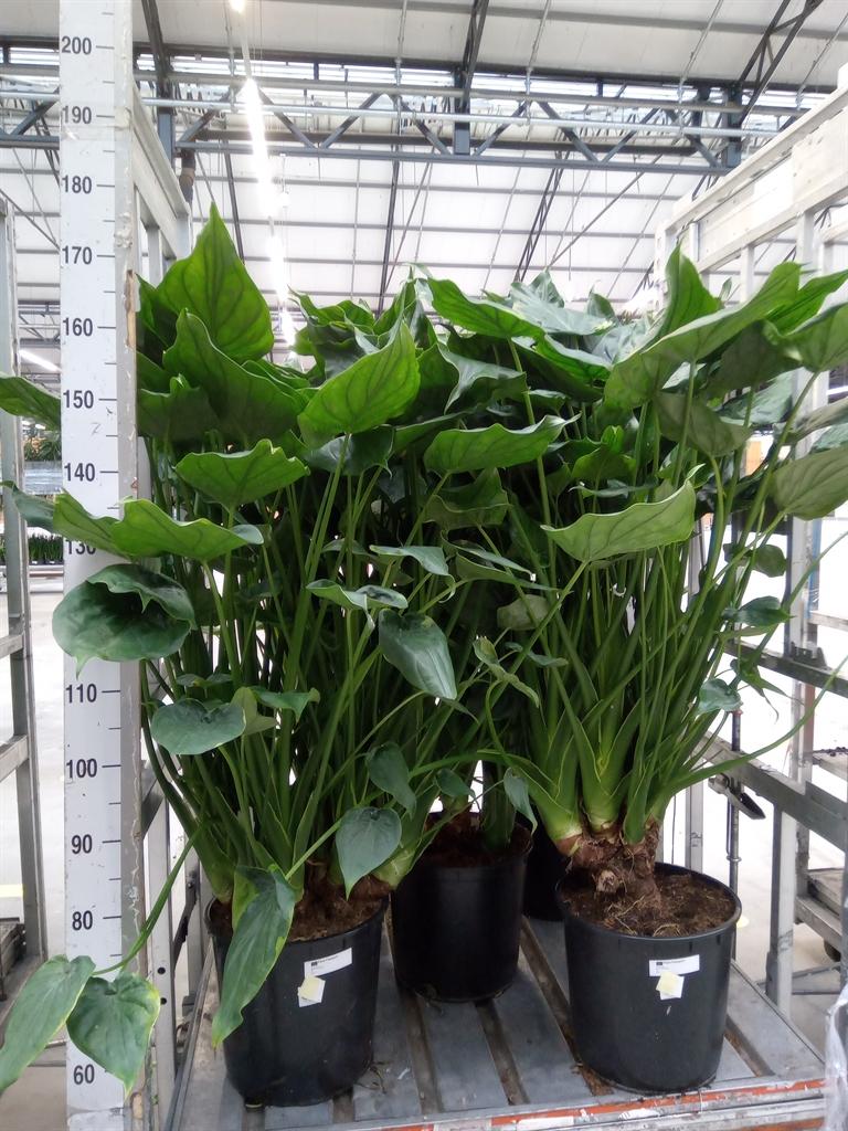 Горшечные цветы и растения оптом Alocasia Cucullata от 1шт (для телеги) из Голландии с доставкой по России
