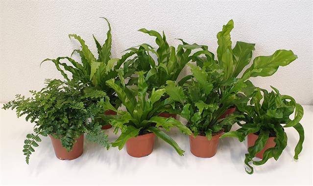 Горшечные цветы и растения оптом Asplenium Mix от 10шт из Голландии с доставкой по России