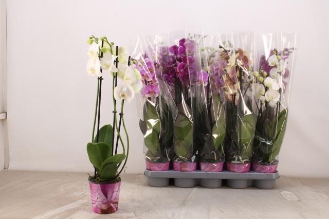 Горшечные цветы и растения оптом Phal Gem 5 Kl от 10шт из Голландии с доставкой по России