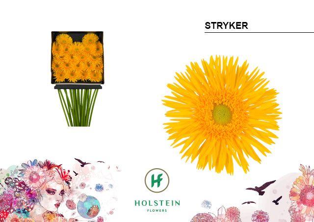 Срезанные цветы оптом Germini diamond gerspider stryker от 20шт из Голландии с доставкой по России