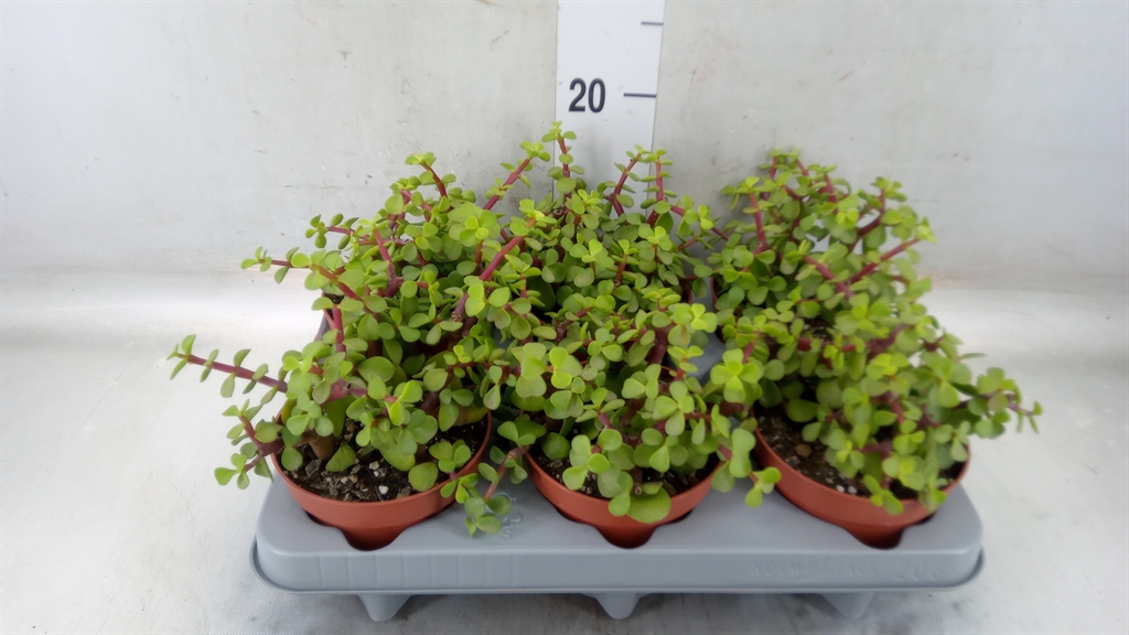 Горшечные цветы и растения оптом Portulacaria Afra от 6шт из Голландии с доставкой по России