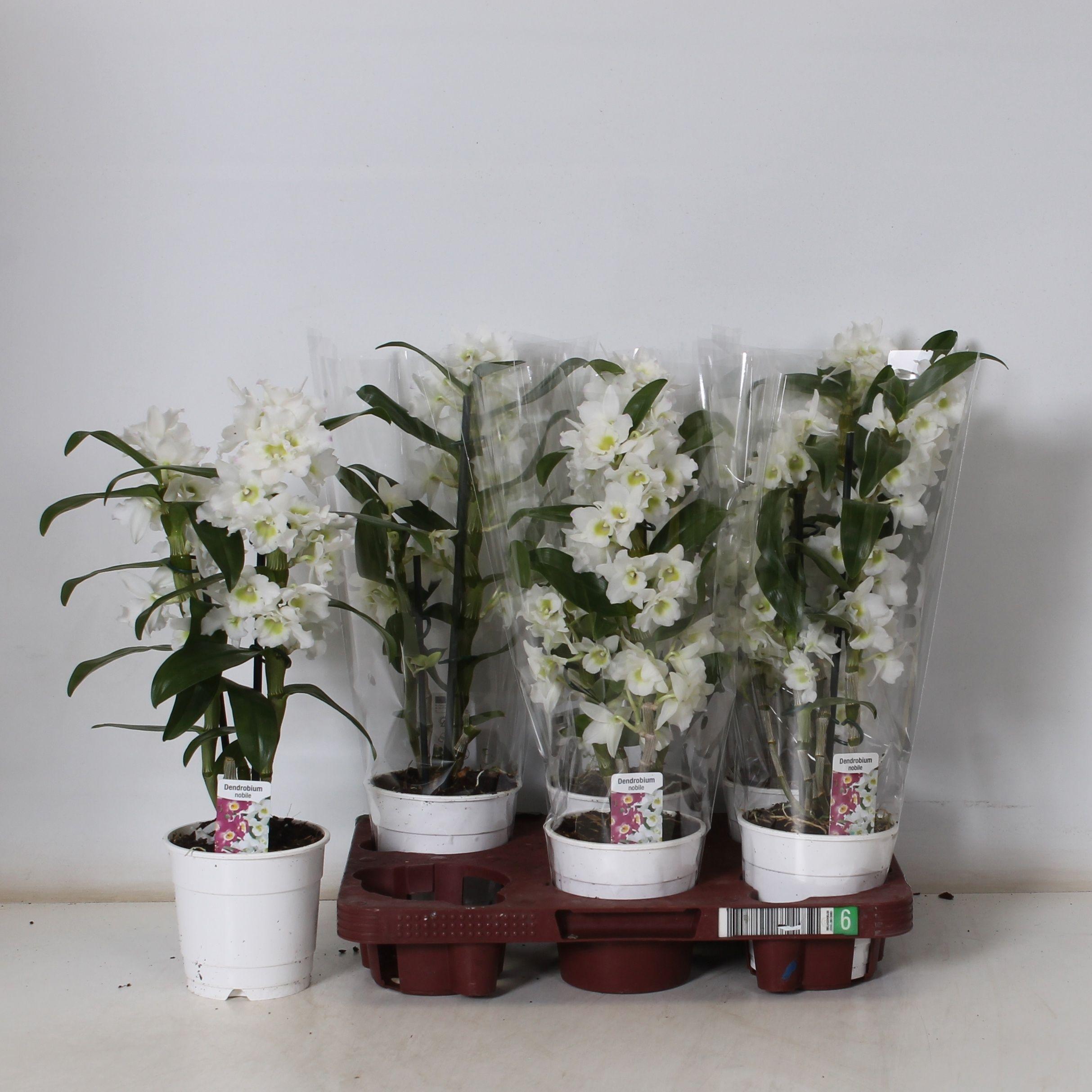 Горшечные цветы и растения оптом Dend Nobile от 6шт из Голландии с доставкой по России