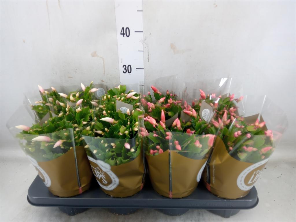 Горшечные цветы и растения оптом Schlumbergera   ... от 8шт из Голландии с доставкой по России
